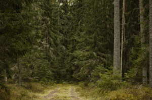 Soorten hout